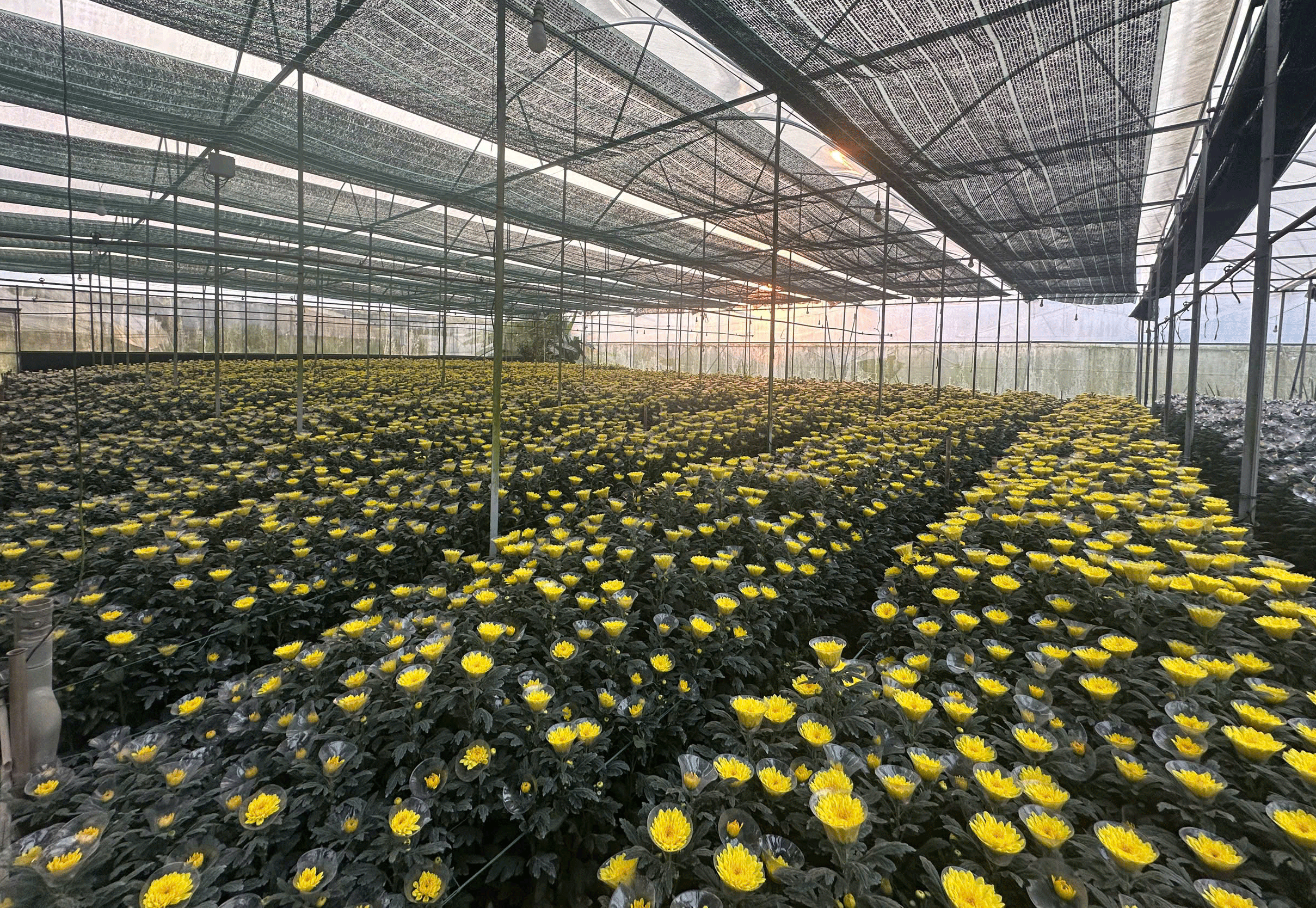 Luống hoa cúc phát triển