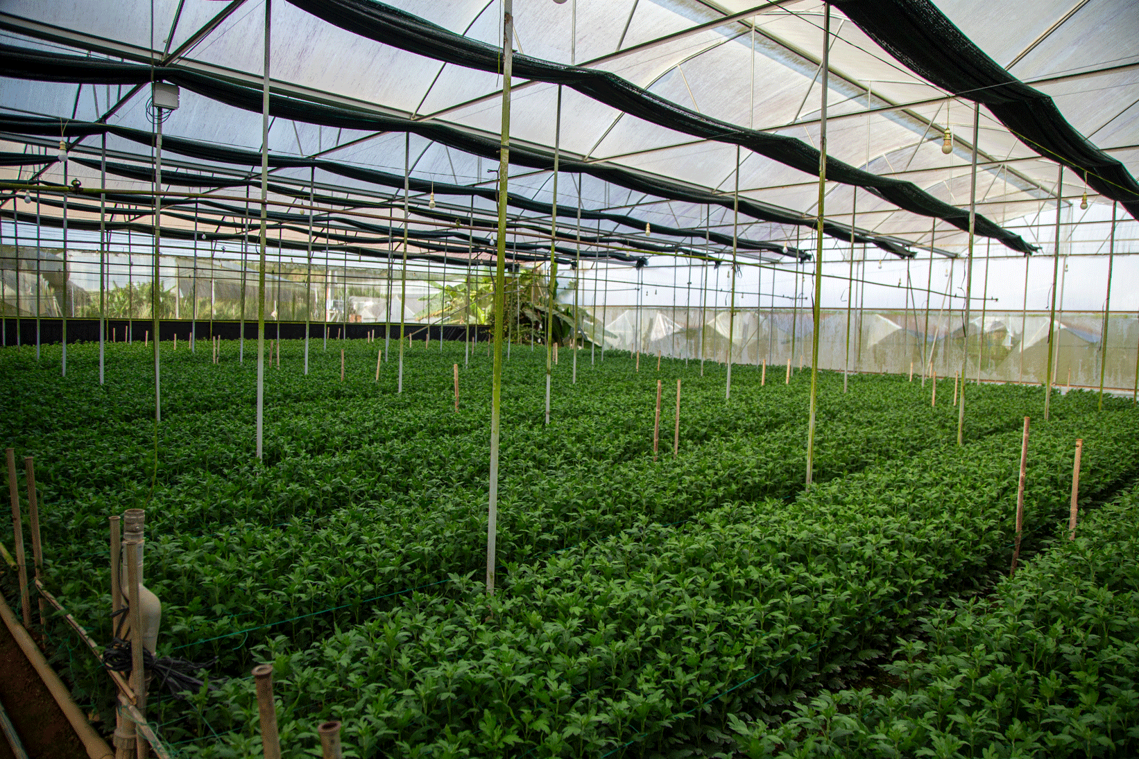 Nhà kính tổng quan Onat Farm