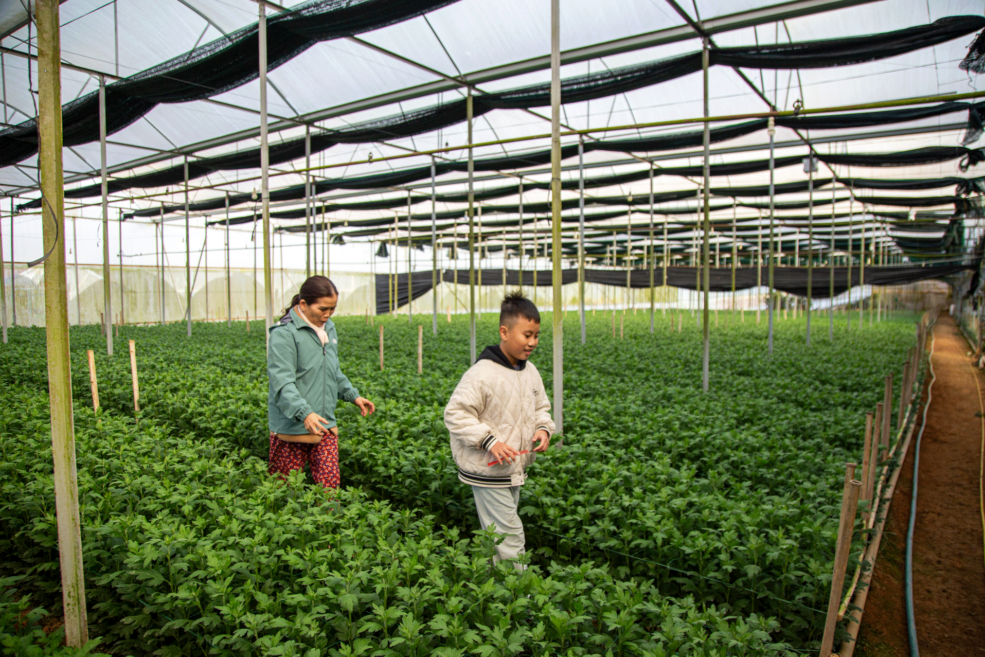 Vườn cúc Đà Lạt