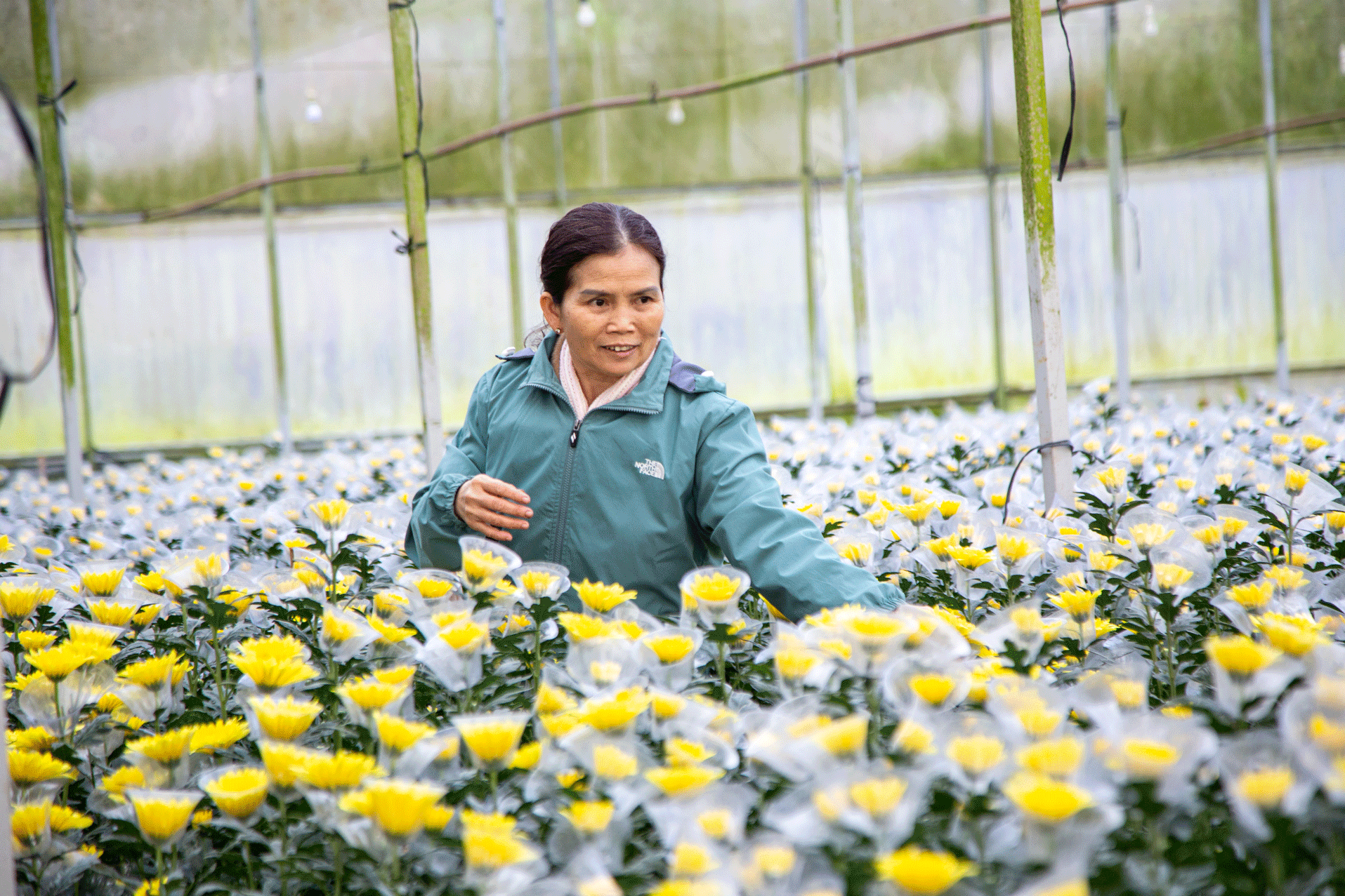 Luống cúc vàng Onat Farm
