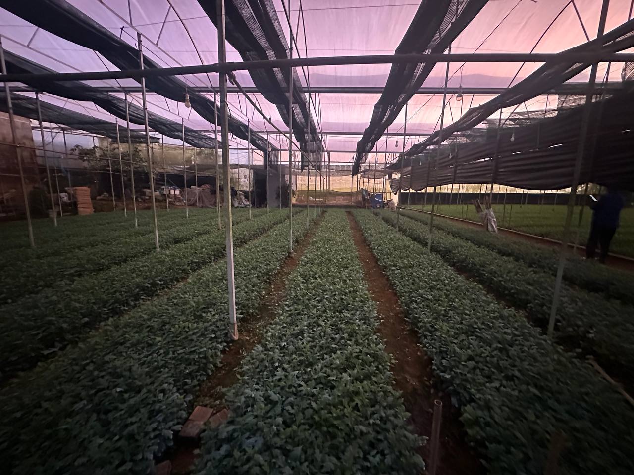 Toàn cảnh nhà kính hoa cúc xanh tại Onat Farm