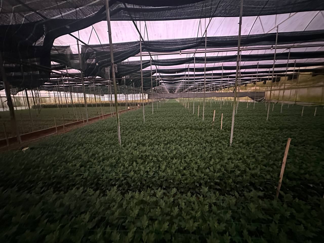 Các luống hoa cúc non trong nhà kính Onat Farm