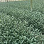 Nụ hoa cúc đang hình thành trên luống cây