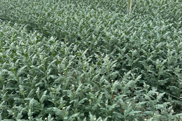 Bên trong nhà kính hoa cúc: từ luống cây xanh đến những nụ đầu mùa