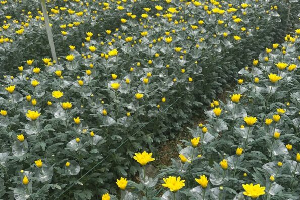 Khi vườn cúc vàng nở rộ trong nhà kính Onat Farm