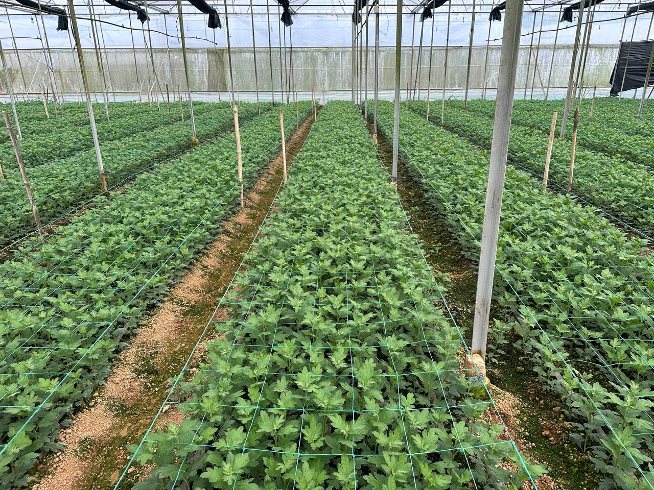 Lưới đỡ giúp luống cúc phát triển thẳng hàng