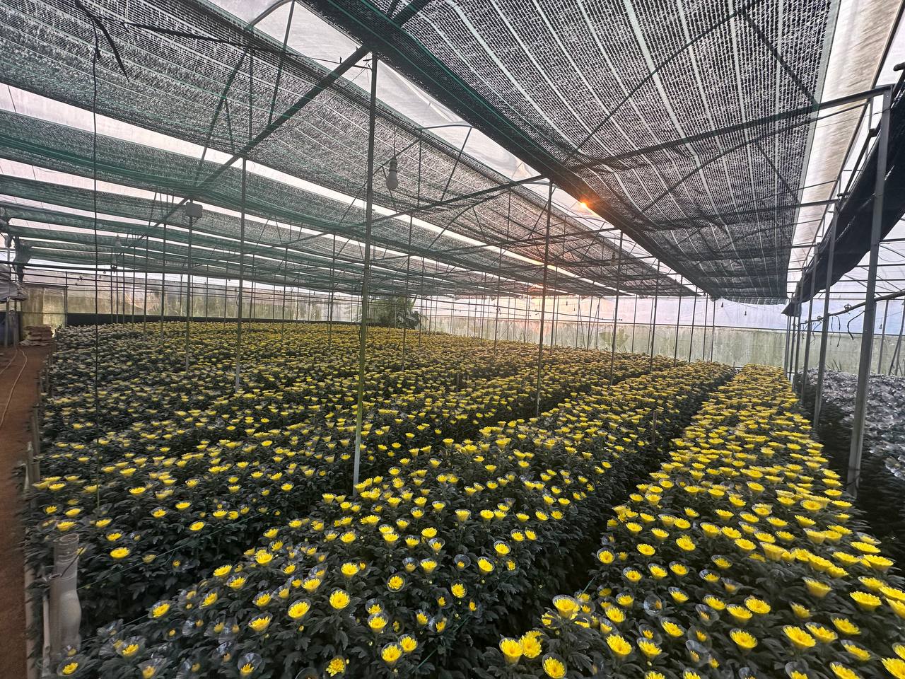 Ánh nắng trong nhà kính hoa cúc vàng Onat Farm