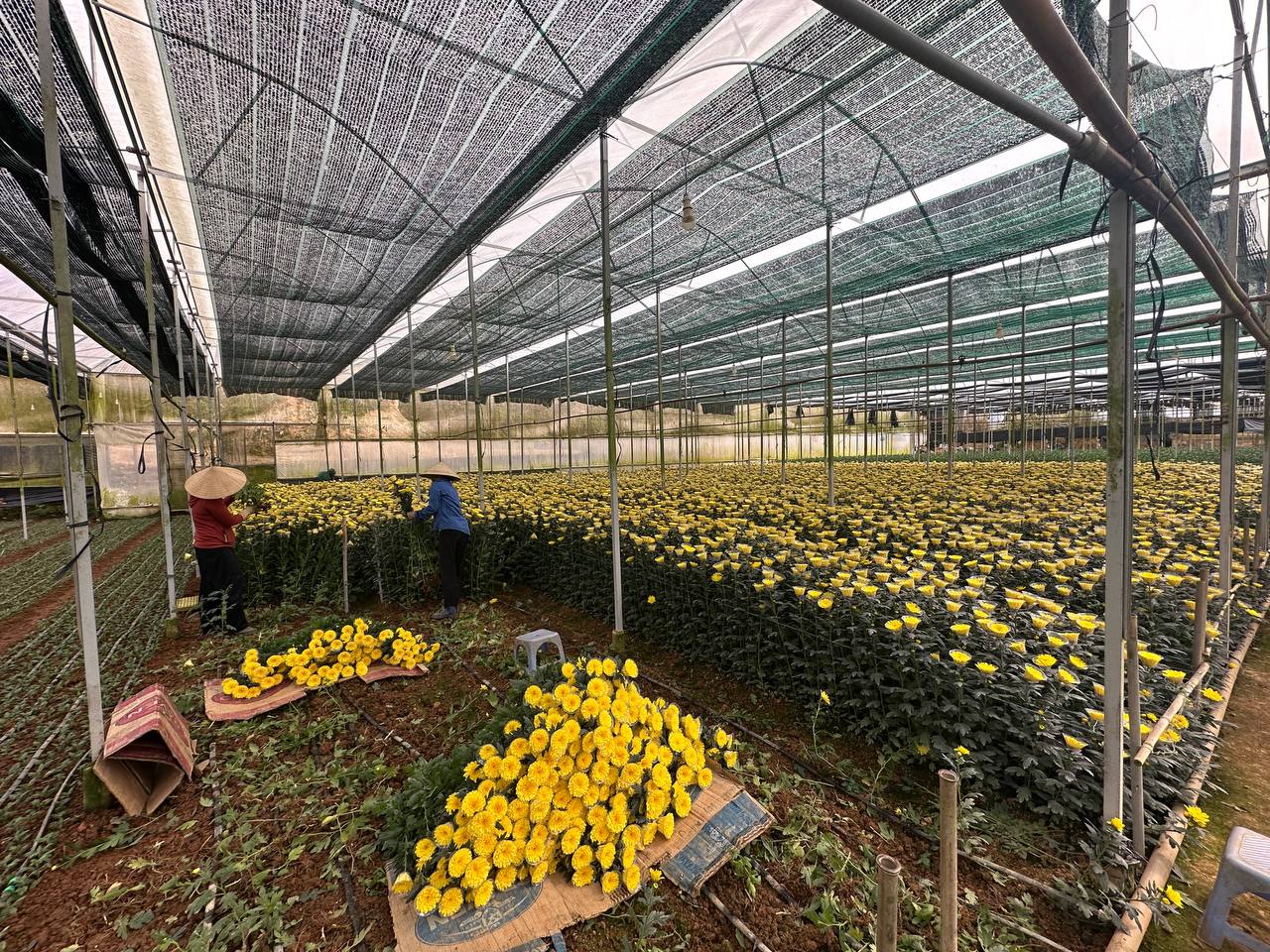 Người làm vườn chăm sóc và thu hoạch hoa cúc