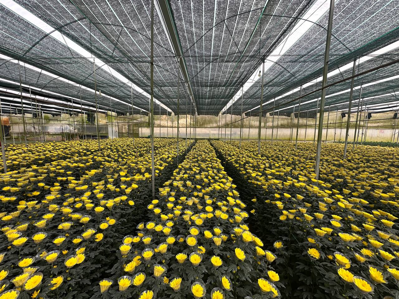 Toàn cảnh luống cúc vàng đồng đều trong nhà kính
