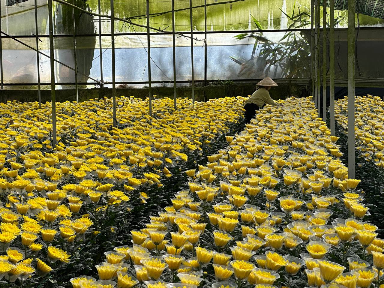 Luống cúc vàng nở đều trong nhà kính Onat Farm