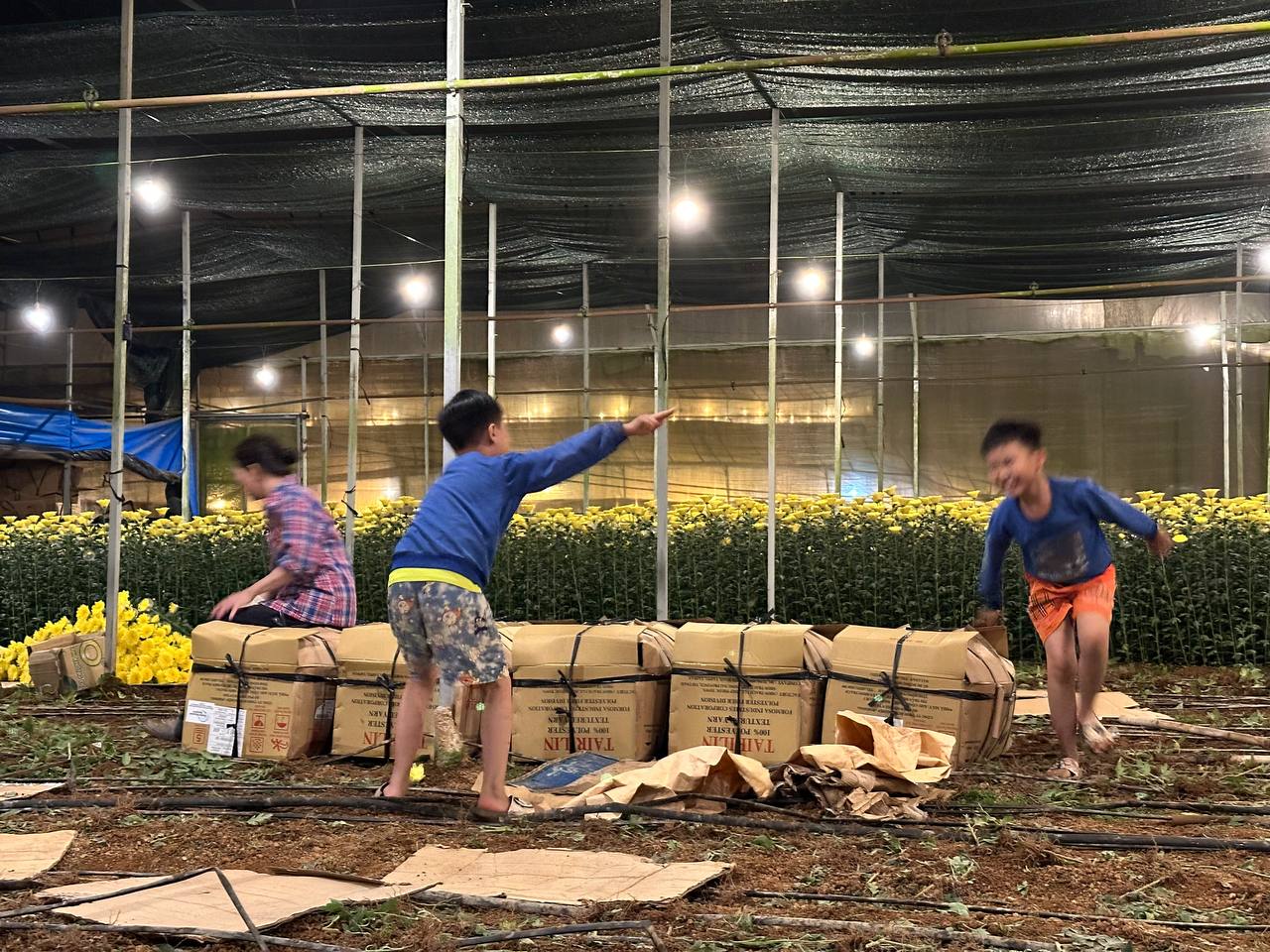 Những bó cúc vàng sau khi cắt