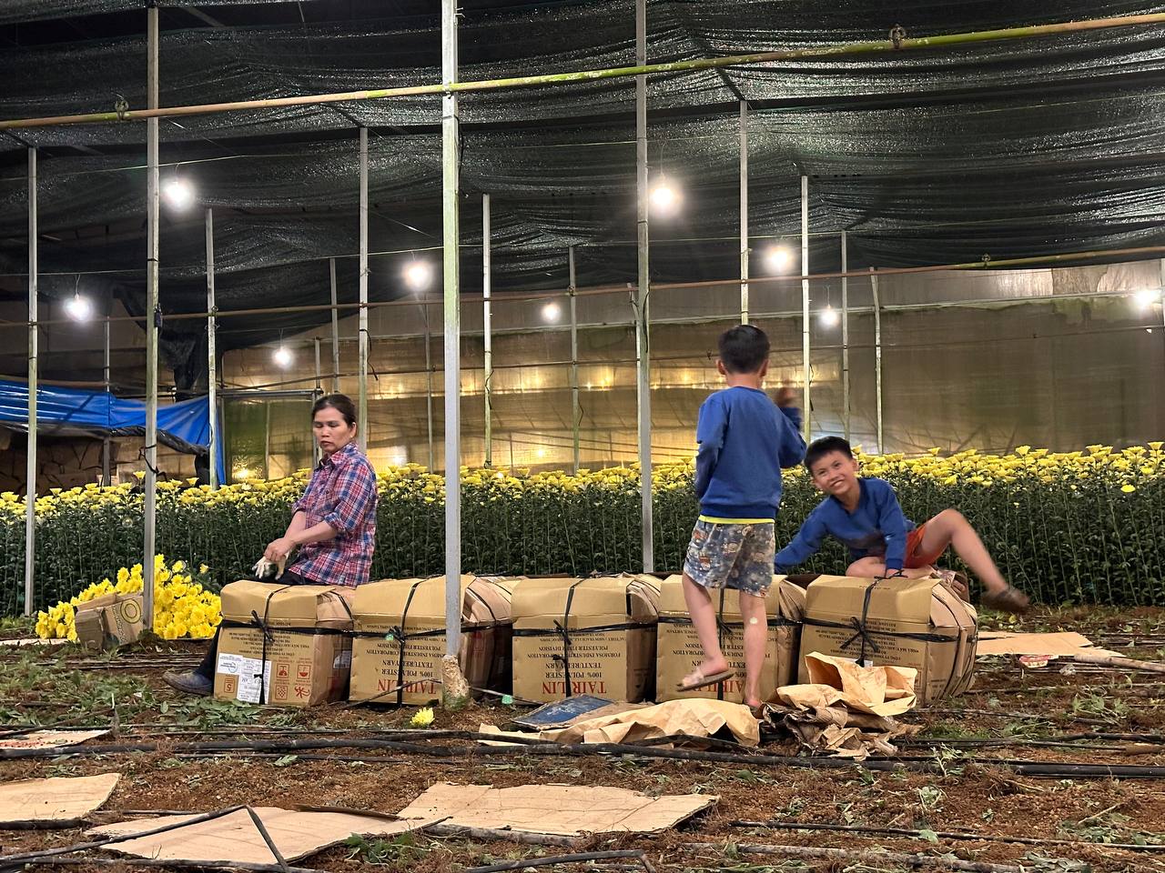 Sắp xếp hoa cúc sau thu hoạch
