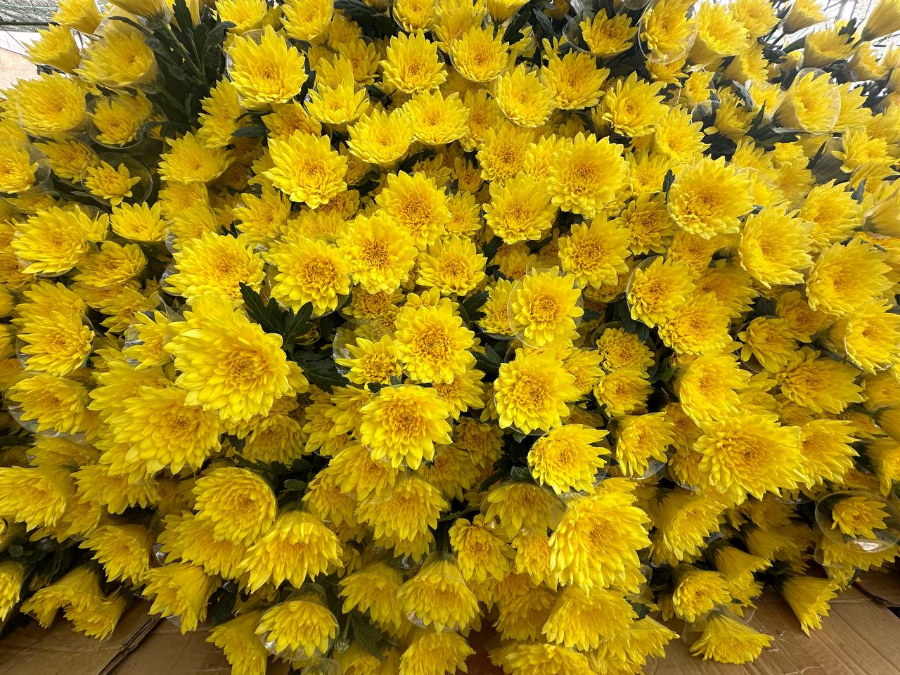 Toàn cảnh cúc vàng nở đồng loạt