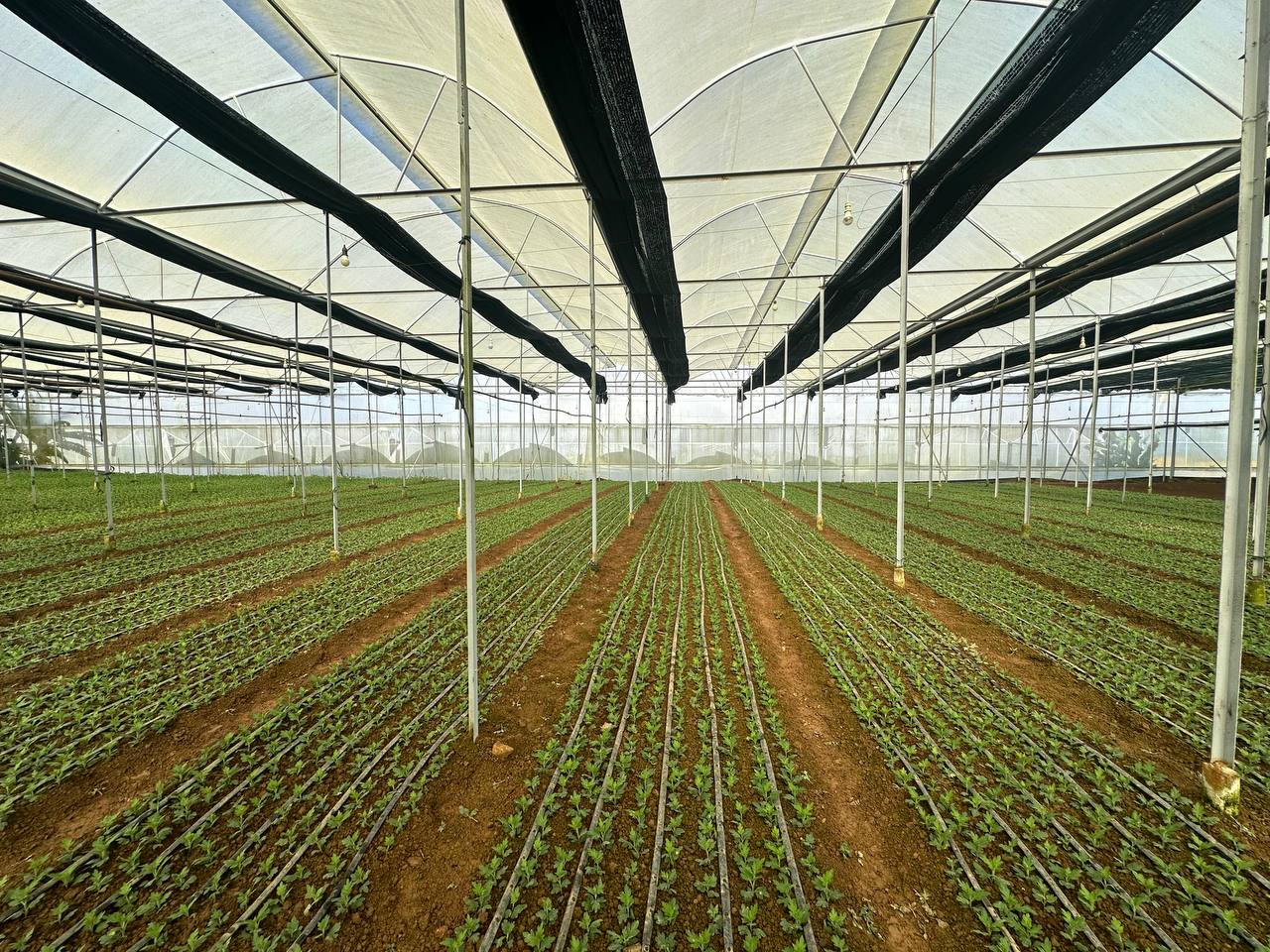 Luống cúc xanh đồng đều trước ngày nở