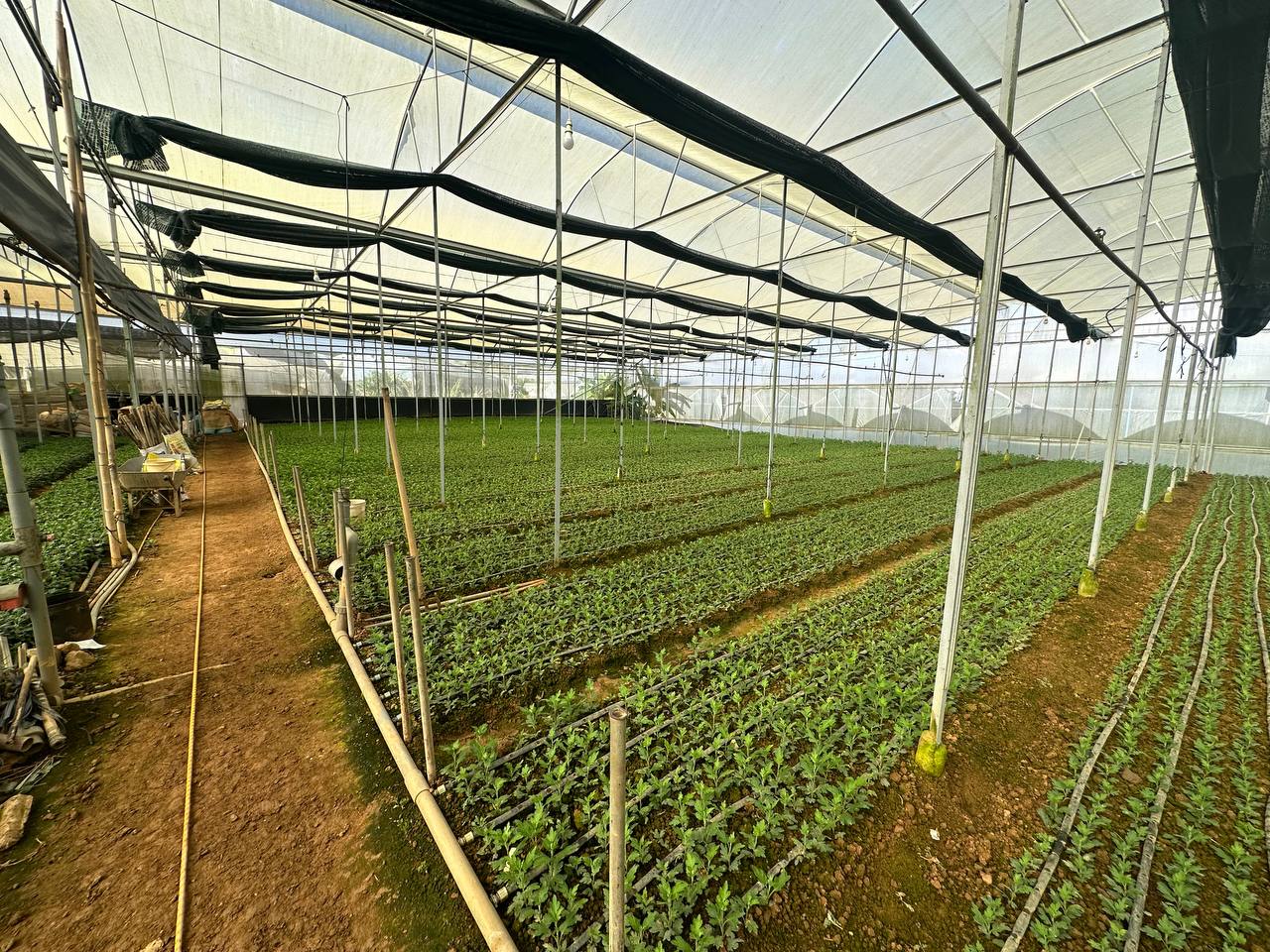Hàng cúc non phát triển thẳng dưới lưới đỡ