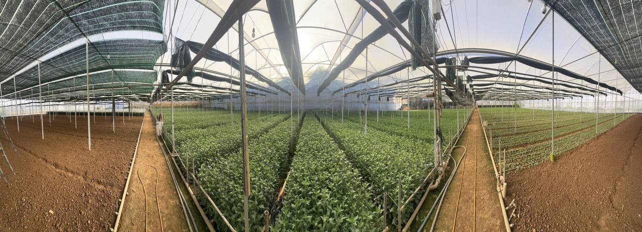 Toàn cảnh khu nhà kính giai đoạn cây xanh
