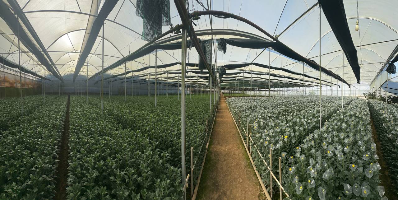 Các luống cúc xanh nhìn từ lối đi nhà kính