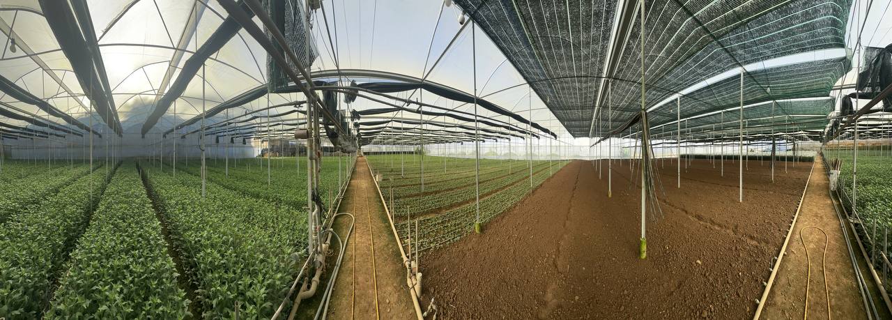 Hệ luống và lối đi trong nhà kính hoa cúc