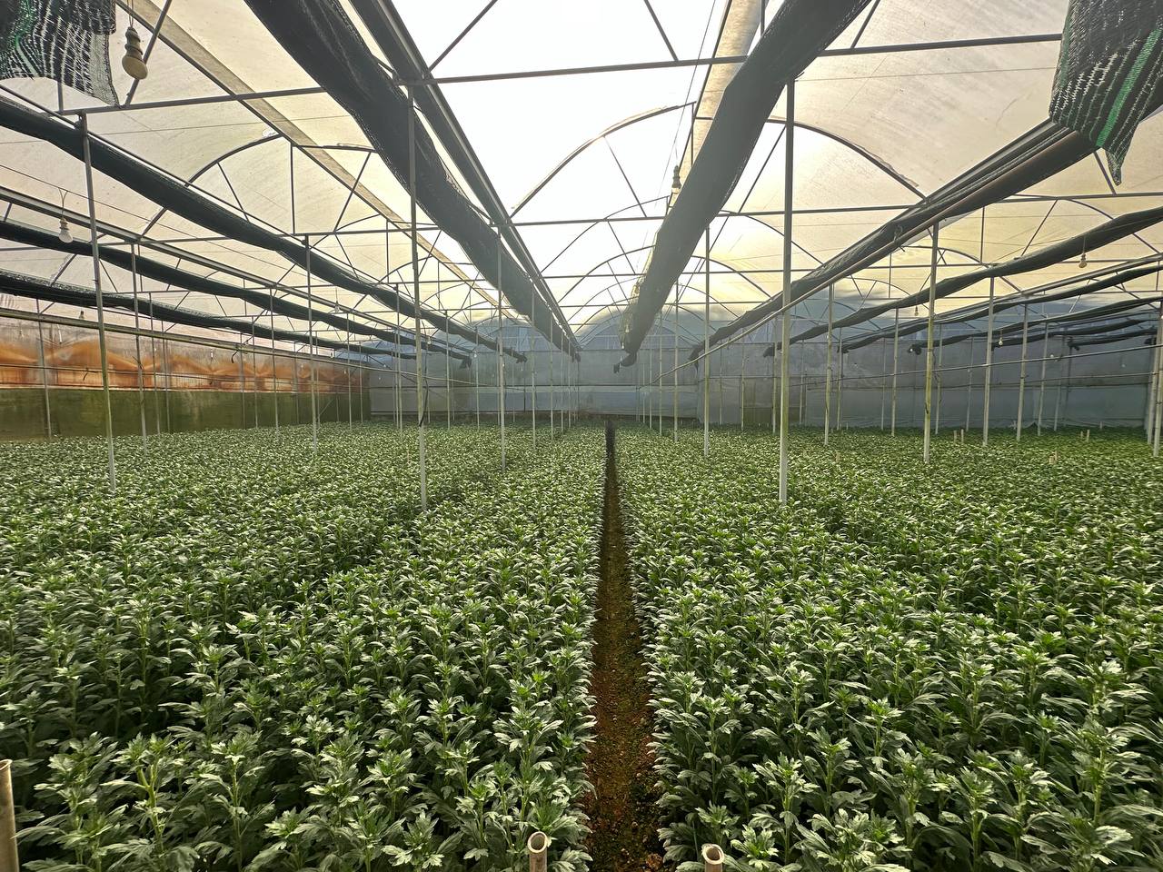 Nụ cúc đầu mùa trên nền lá xanh
