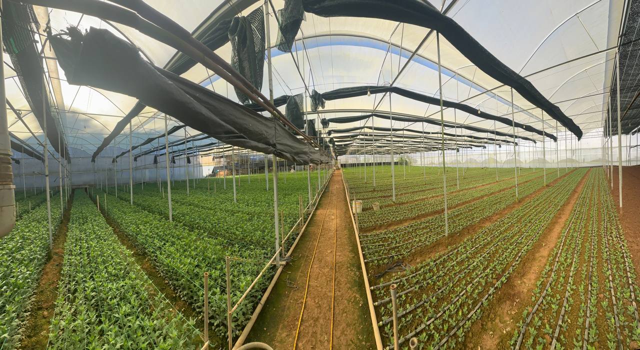 Góc rộng các luống cúc trước giai đoạn nở rộ