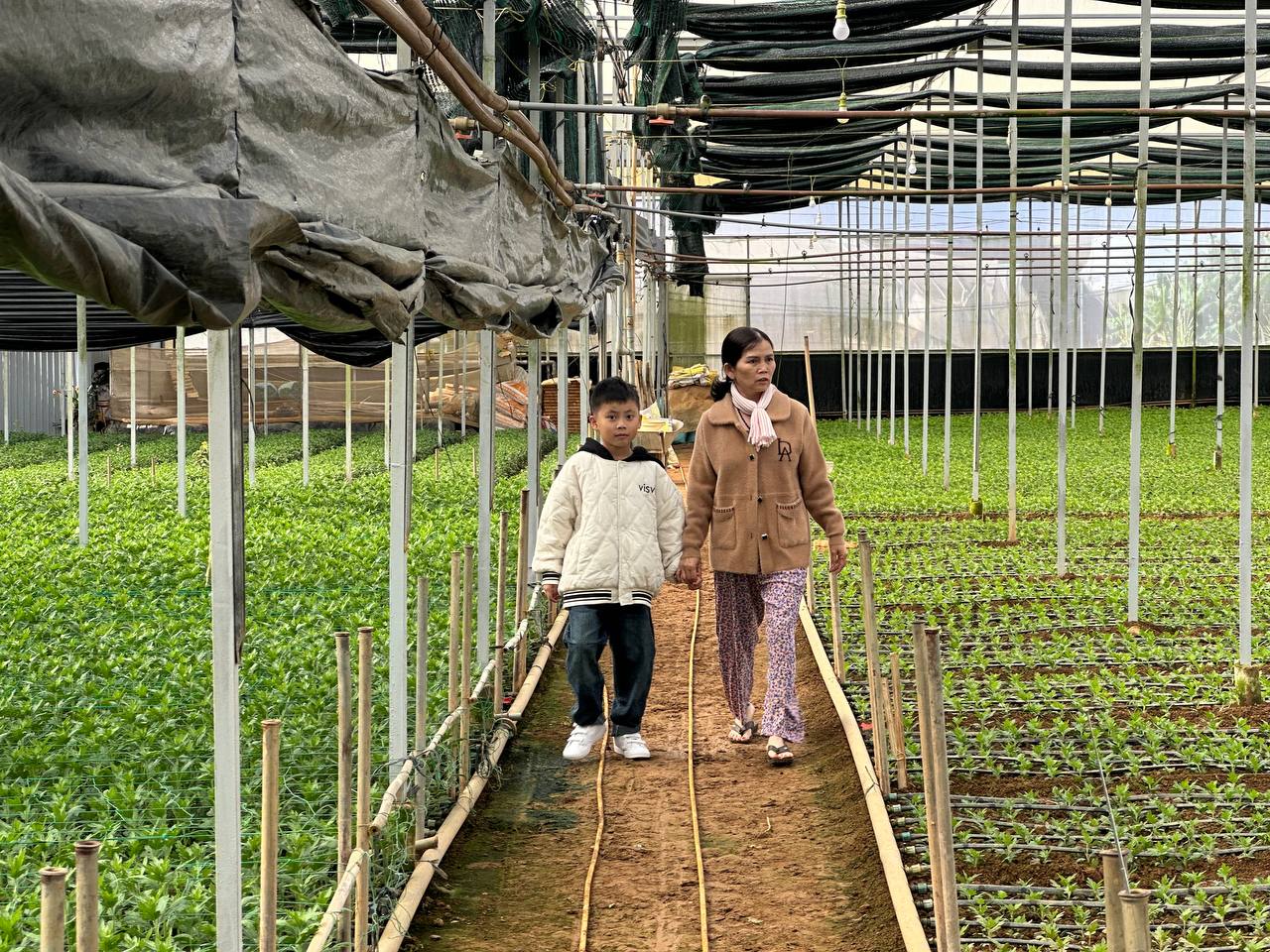 Người làm vườn quan sát luống cúc trong nhà kính