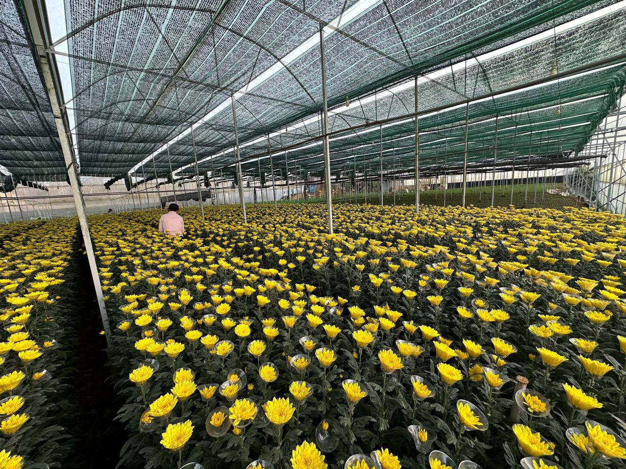 Cúc vàng nở rộ thành từng dải dài