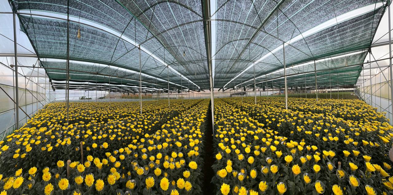 Góc rộng vườn cúc vàng tại Onat Farm