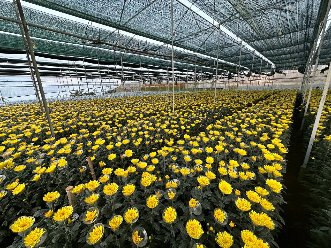 Luống cúc vàng đồng đều sẵn sàng thu hoạch